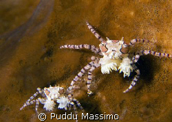 anemon crab family,nikon d2x 60mm macro,manado by Puddu Massimo 